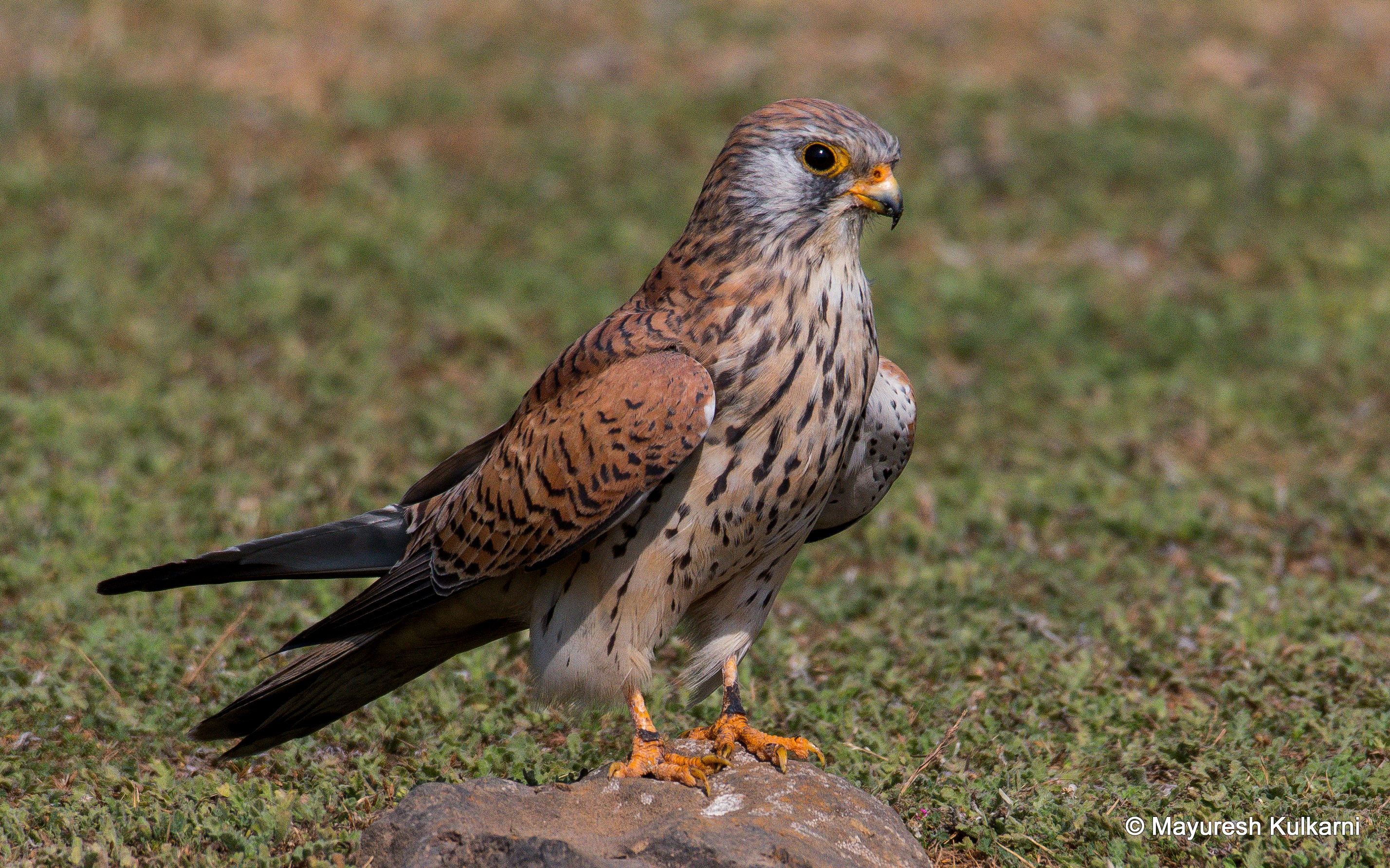 Lesser Kestrel